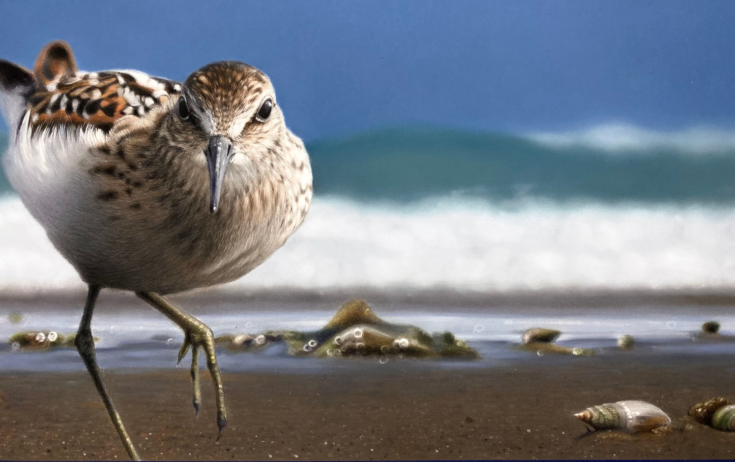 BEACHCOMBER - Original