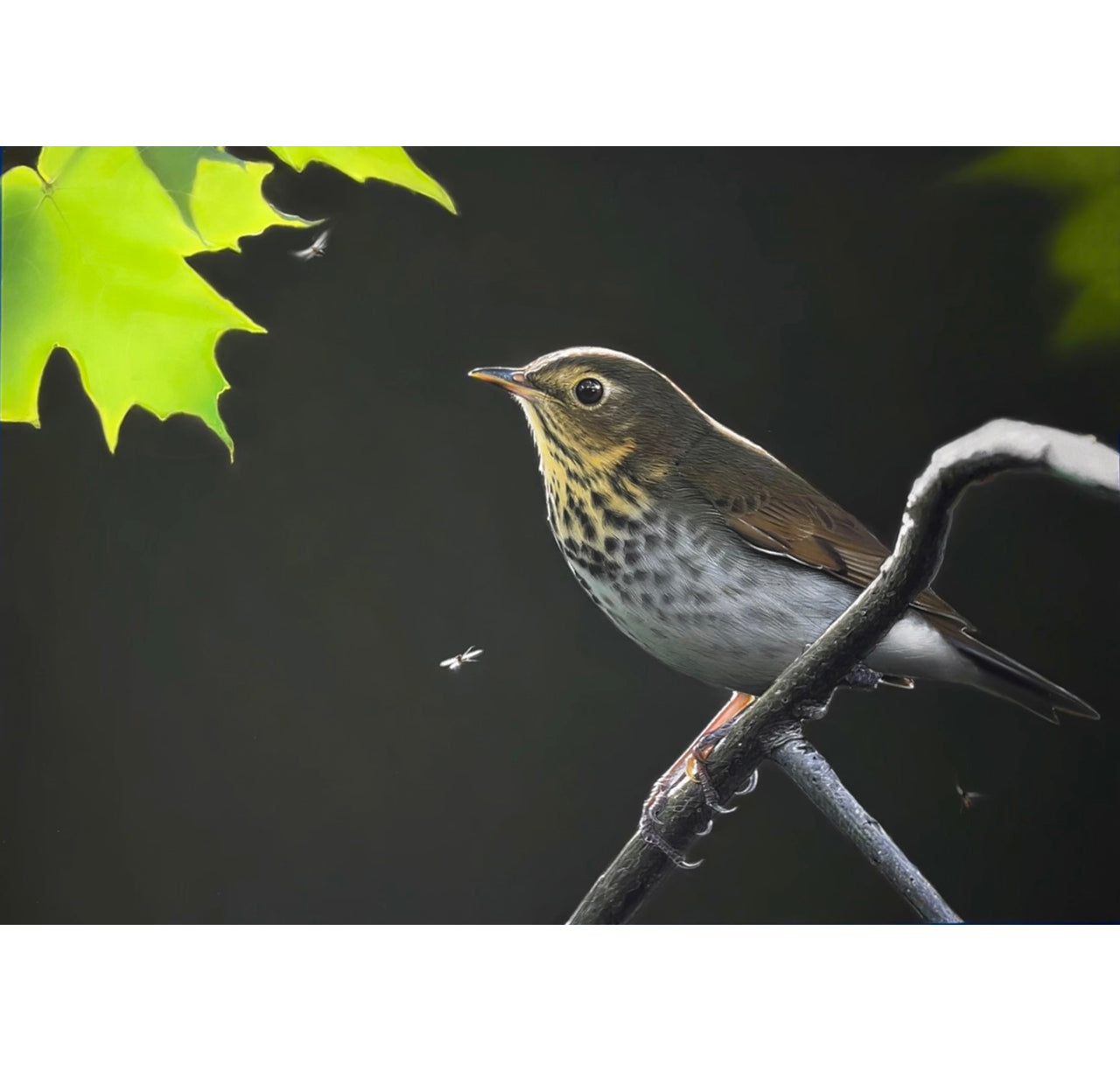 Maple Light - Swainson's Thrush | Original