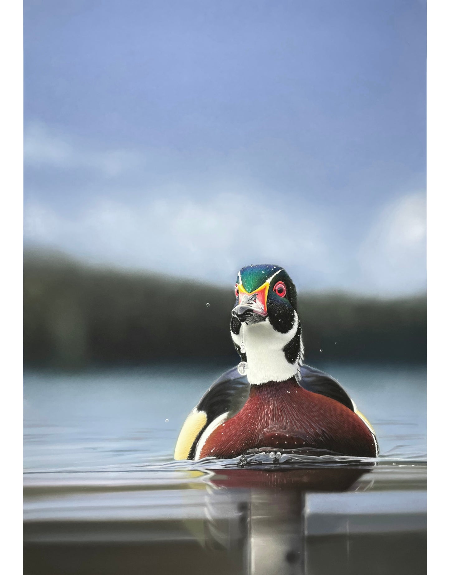 Wood Duck and the Lake