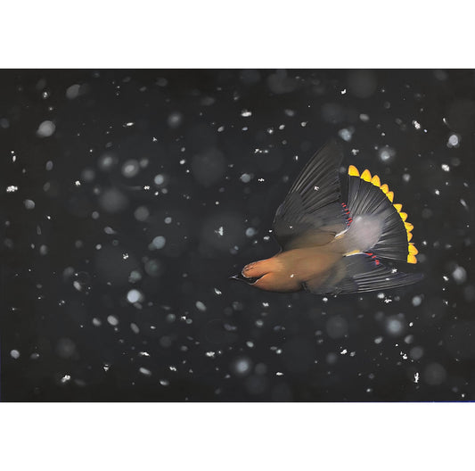 SNOW SHOWER WITH WAXWING - Giclee Print