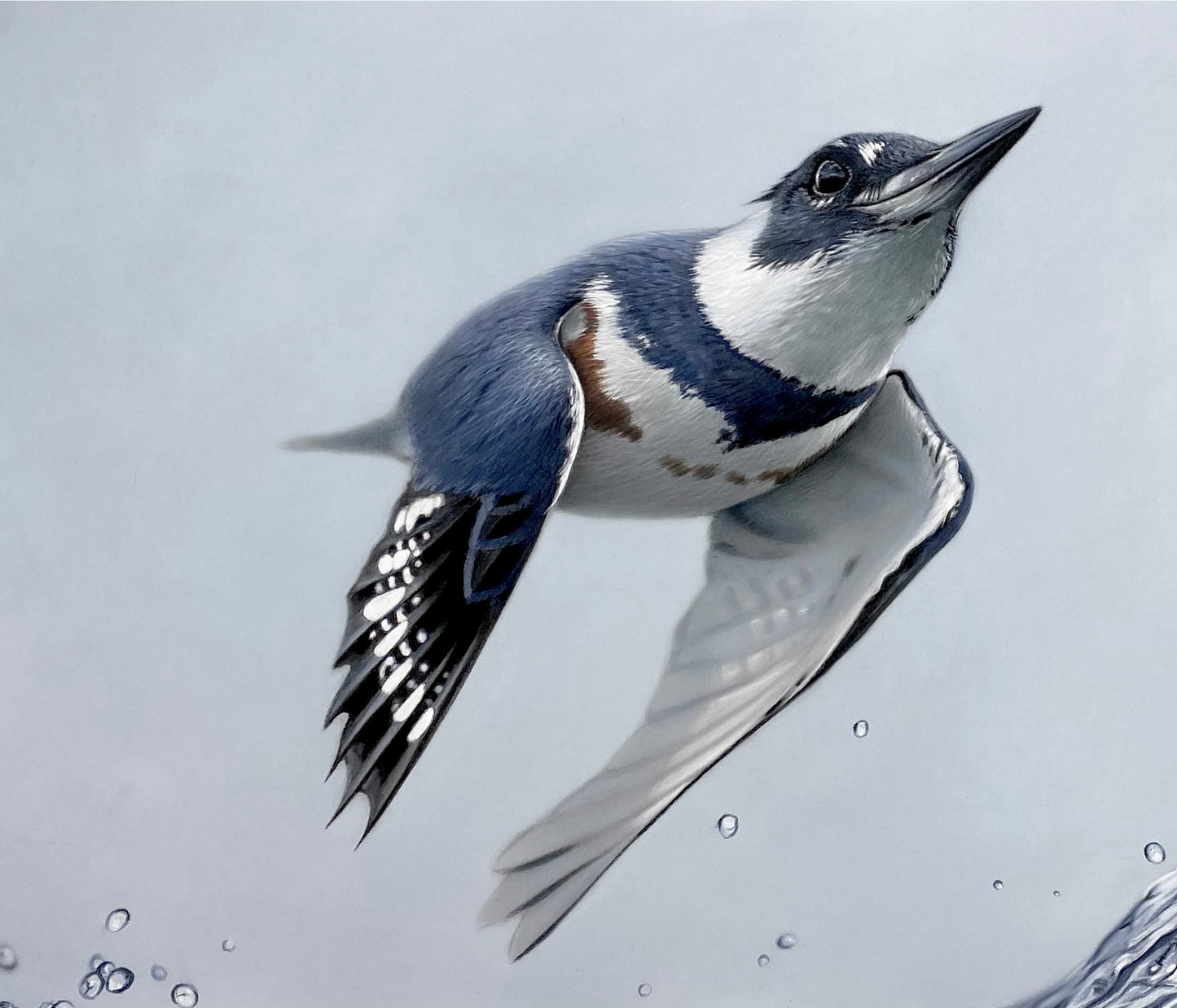 THE KINGFISHER - Original