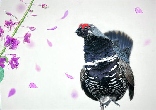 Spruce Grouse with Fireweed | Mini Print