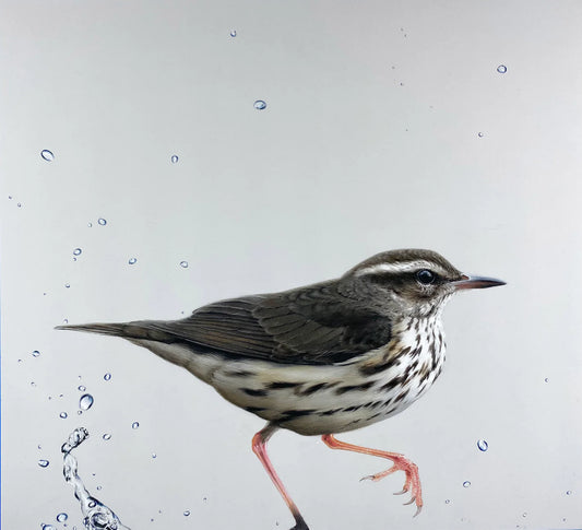 THE WATERTHRUSH | Mini Print