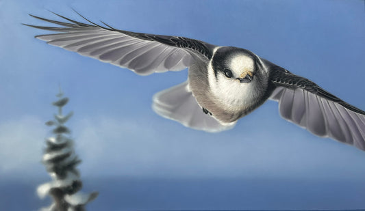 Canada Jay | Original