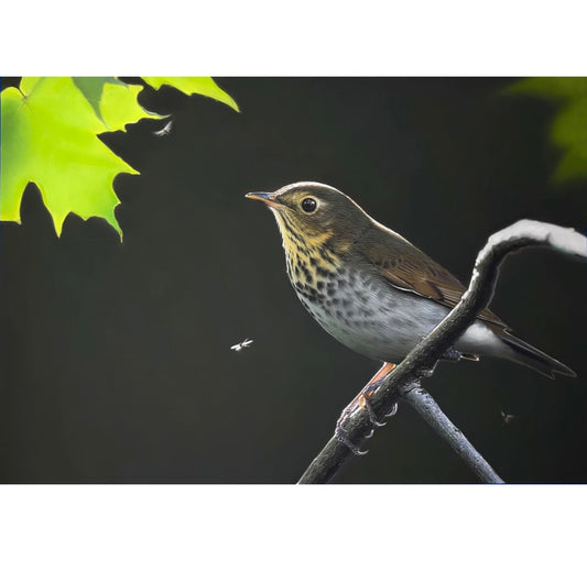 Maple Light - Swainson's Thrush | Mini Print