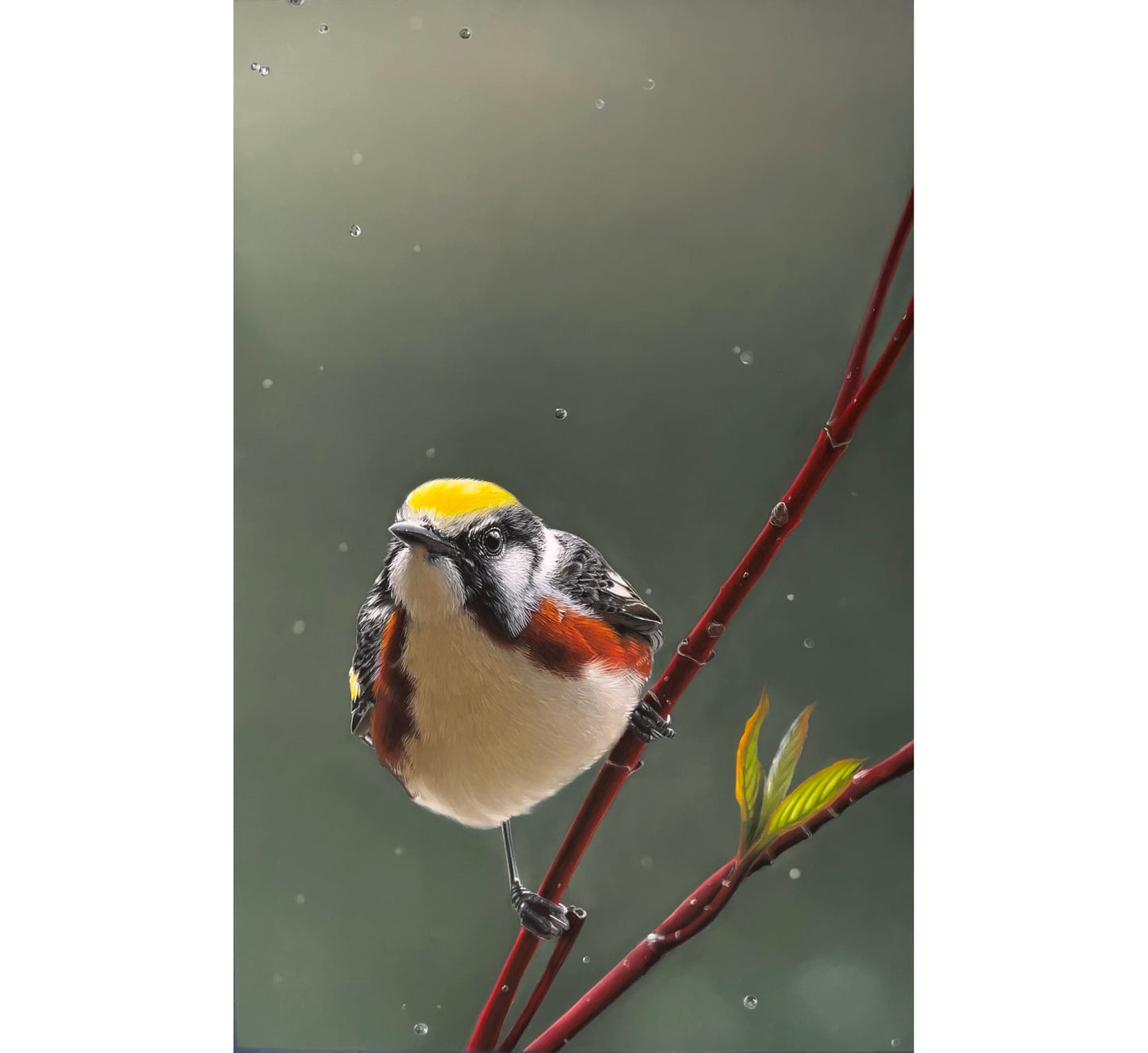 Chestnut-sided in Red Osier - Mini Print