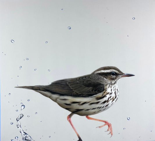 THE WATERTHRUSH - Original