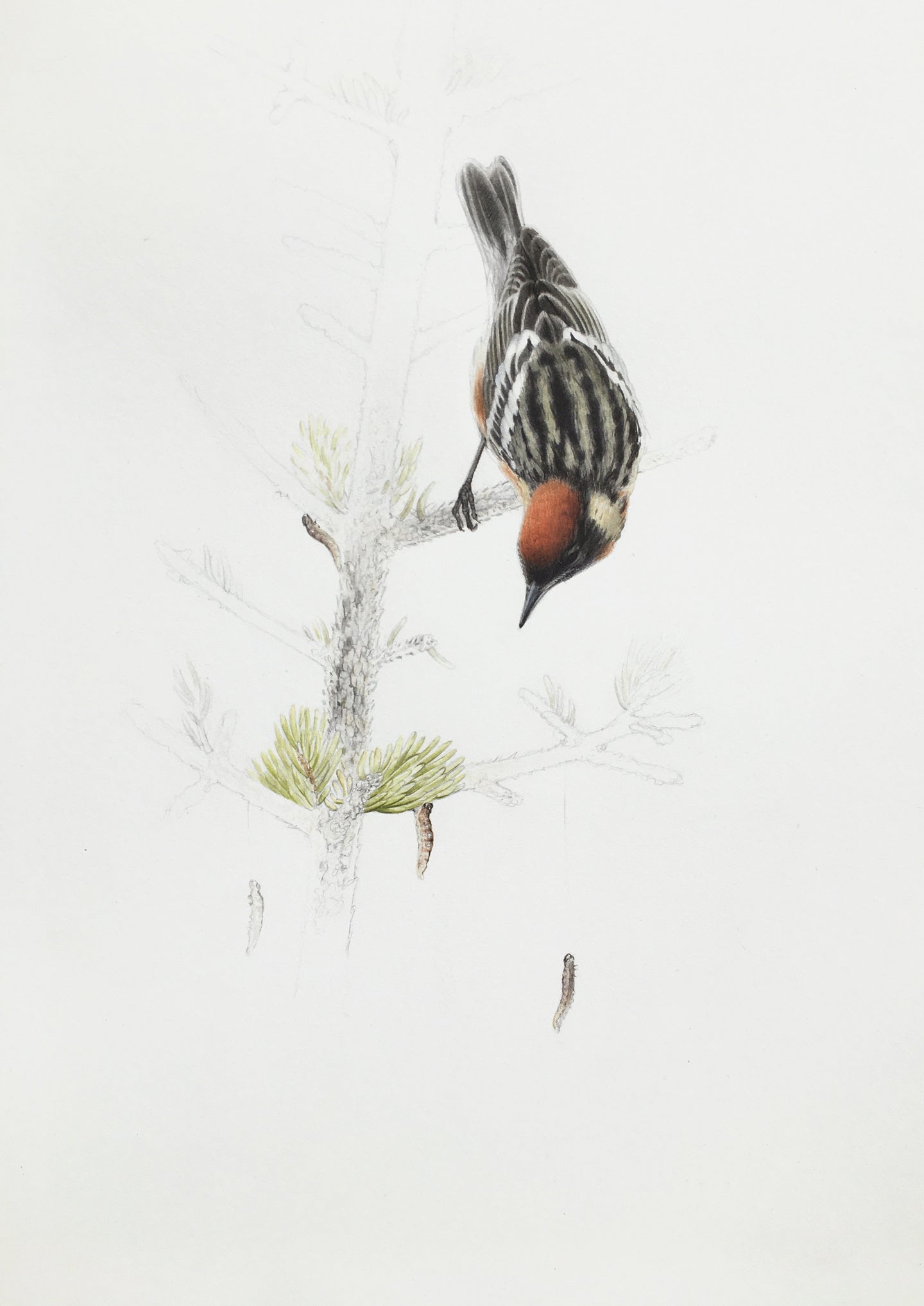 Bay-breasted Warbler in Black Spruce