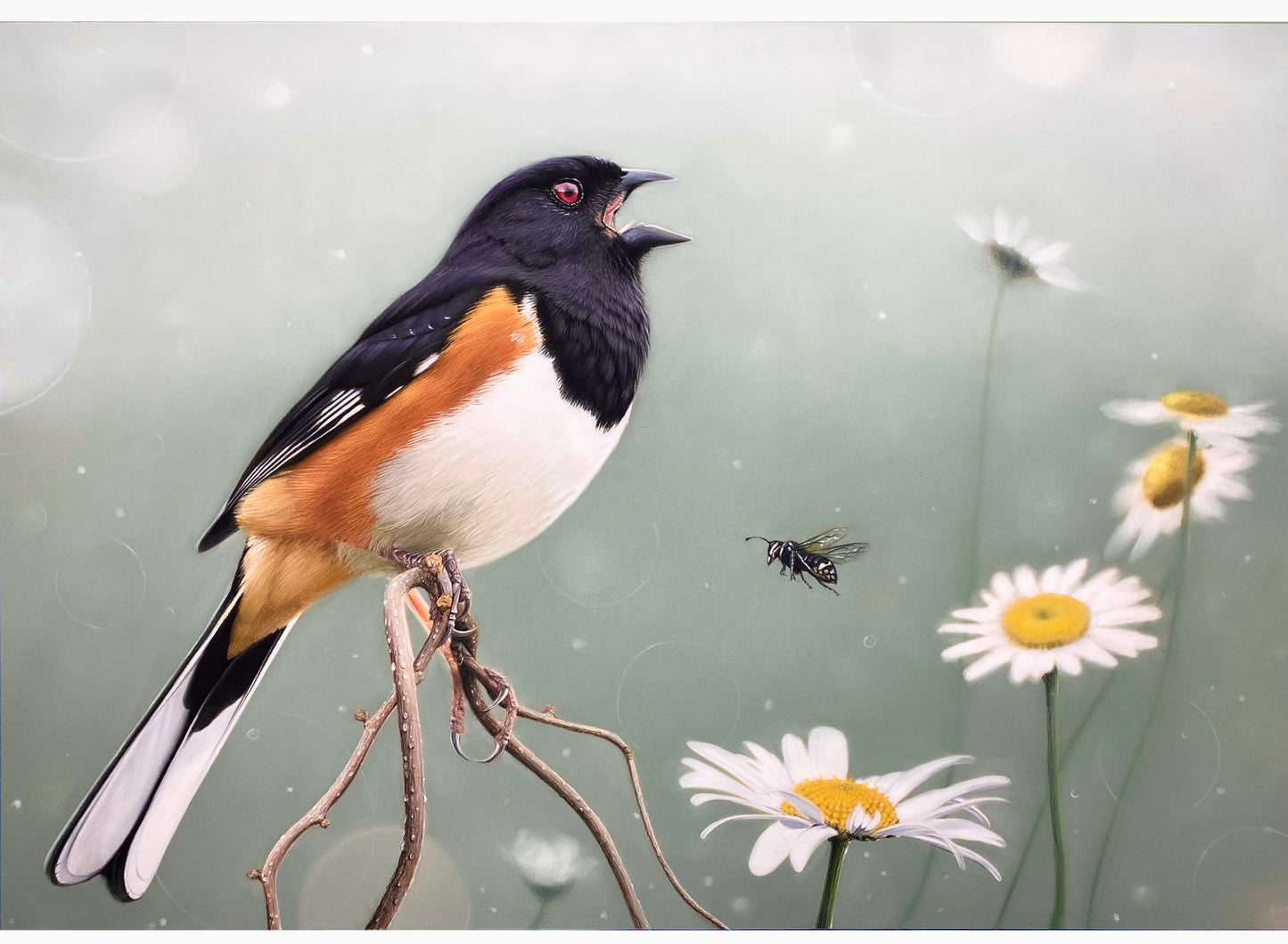 Towhee - Original